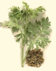 Wermutpflanze